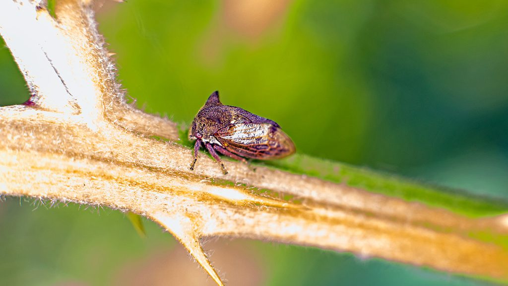 Horned Treehopper