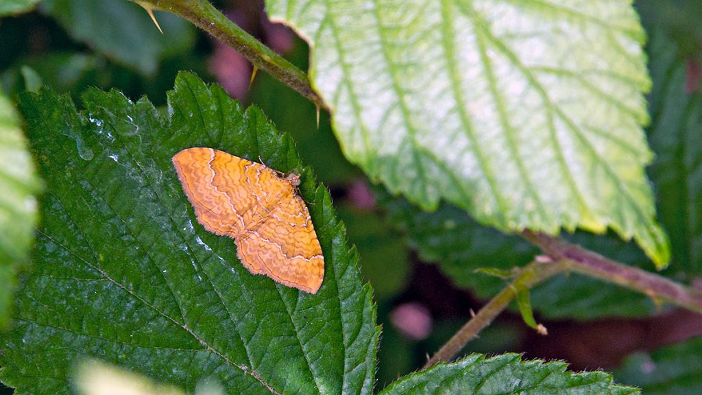 Yellow Shell moth