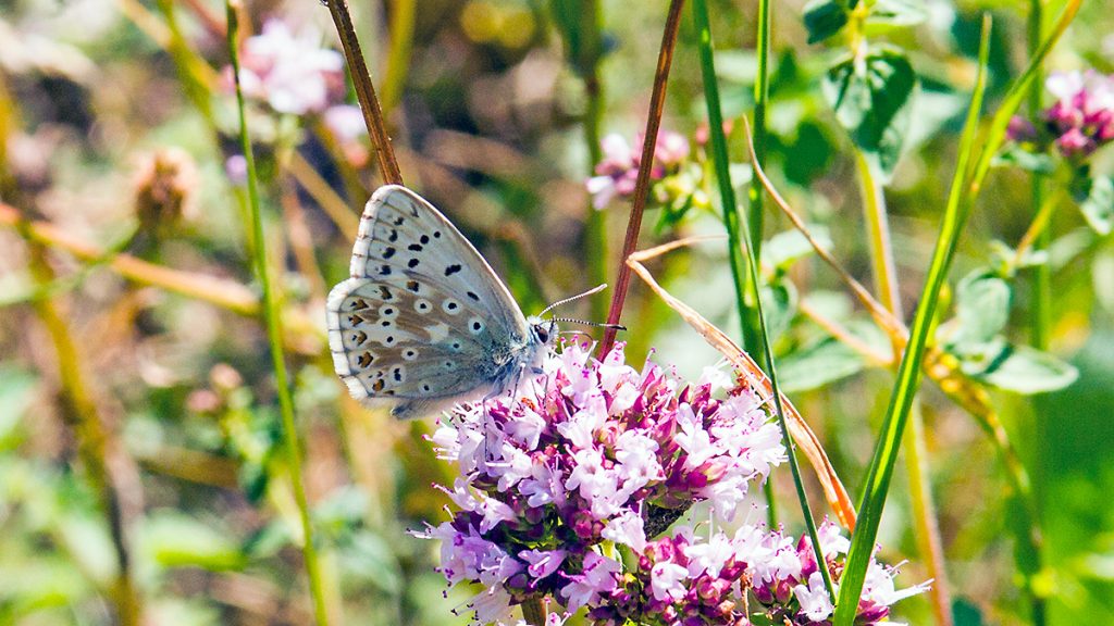 Chalk Hill Blue feeding on Wild Marjoram
