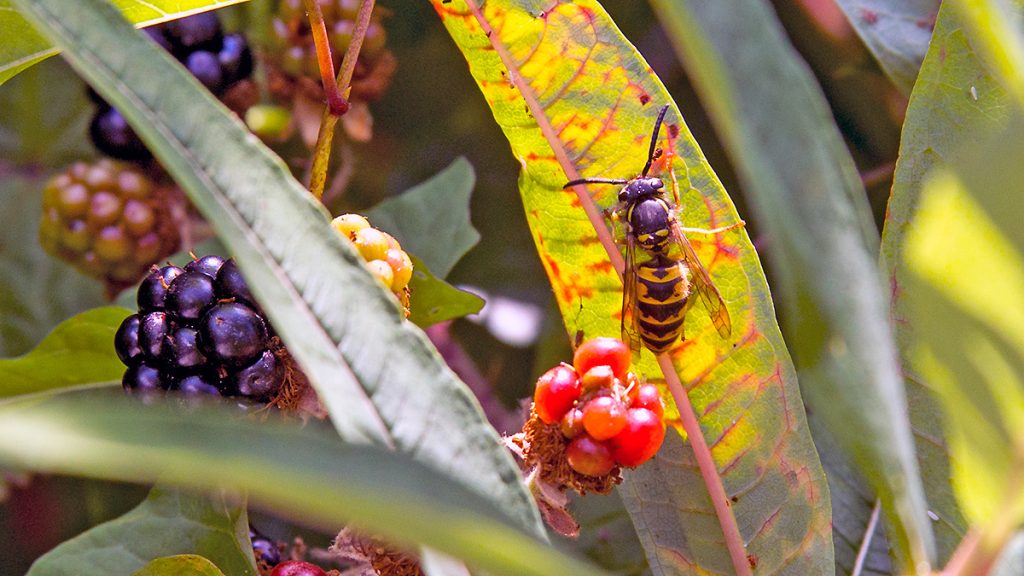 Common Wasp