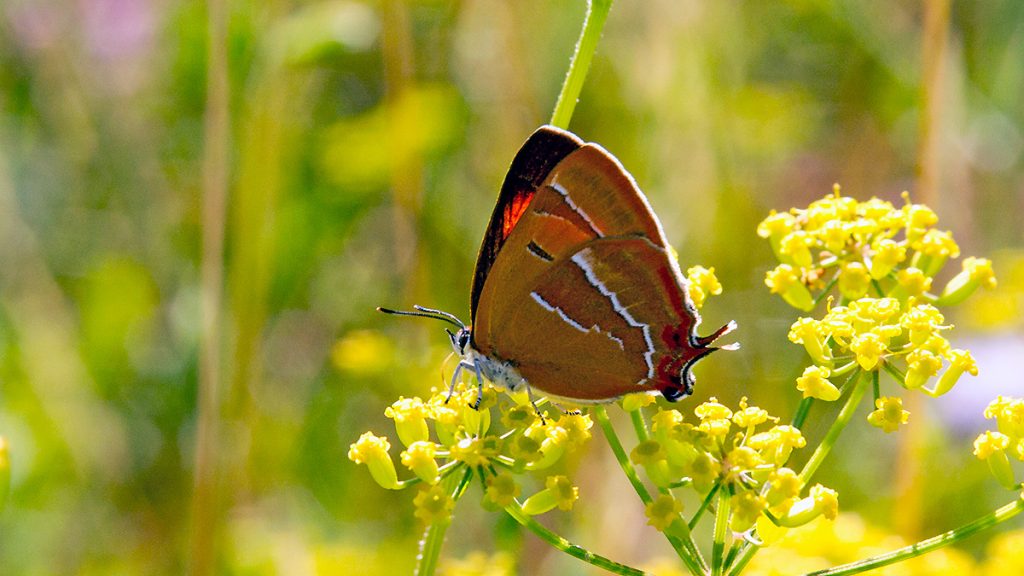 Brown Hairstreak