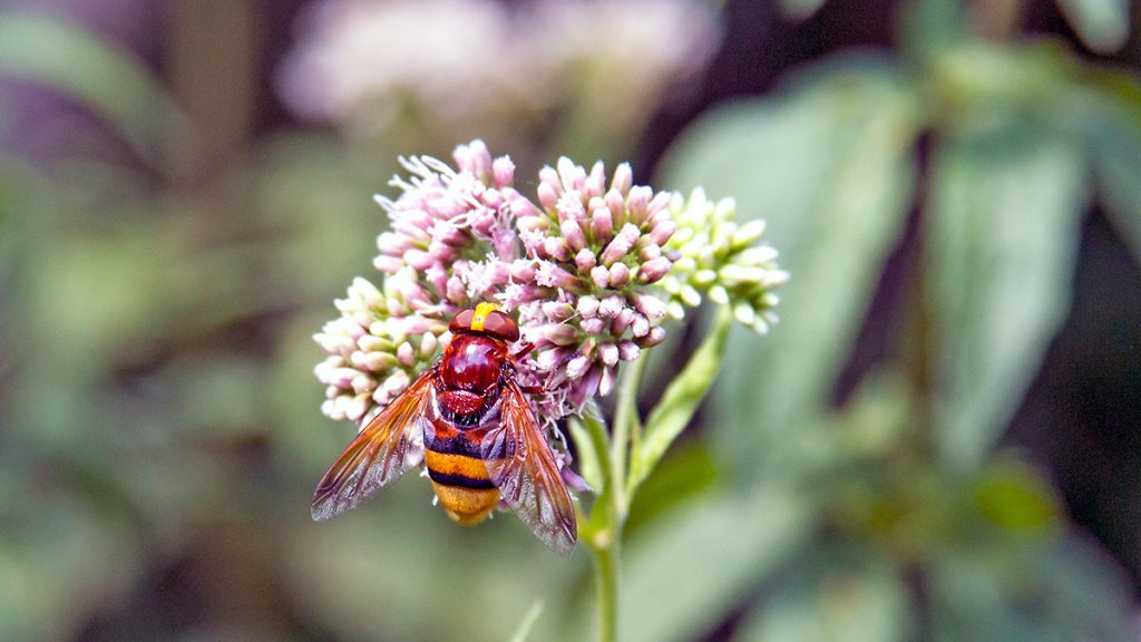 Hornet Hoverfly on Hemp-agrimony