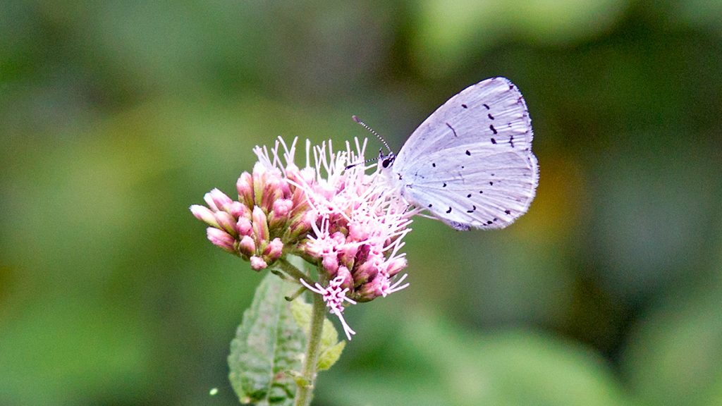 Holly Blue on Hemp-agrimony