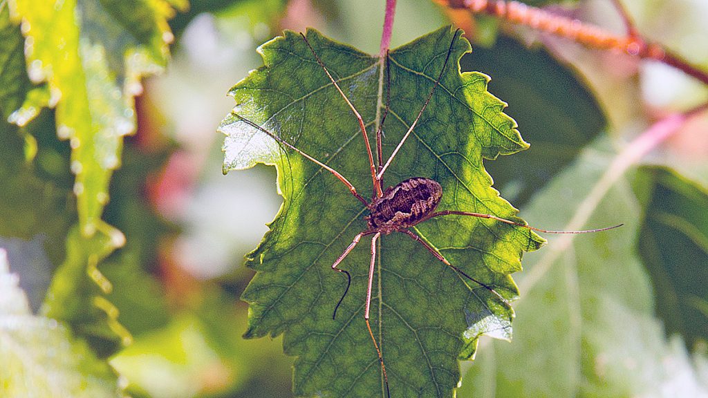 Common Harvestman