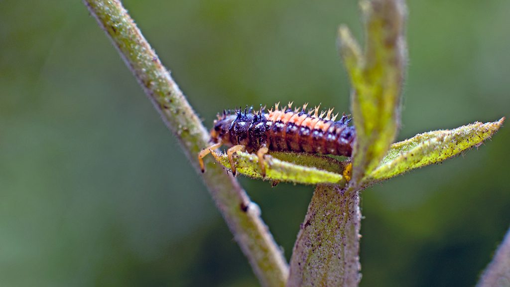 Harlequin Ladybird larva