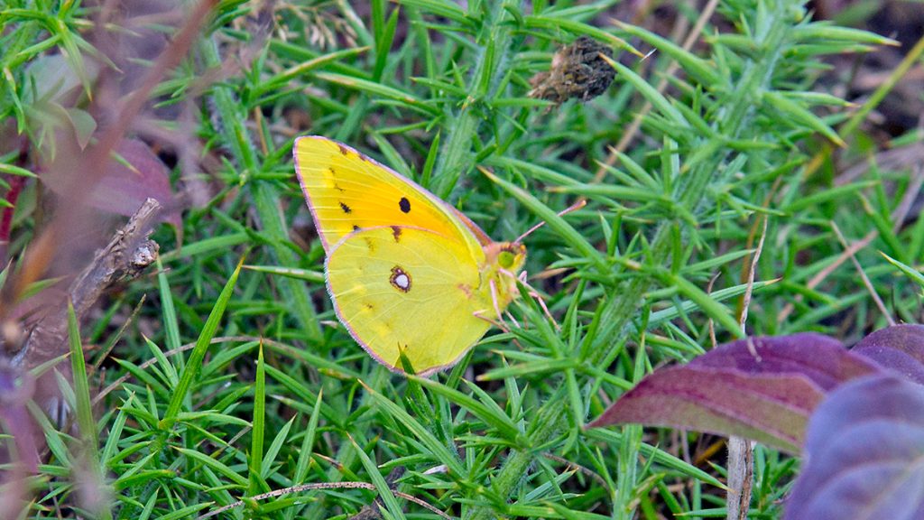 Clouded Yellow butterfly