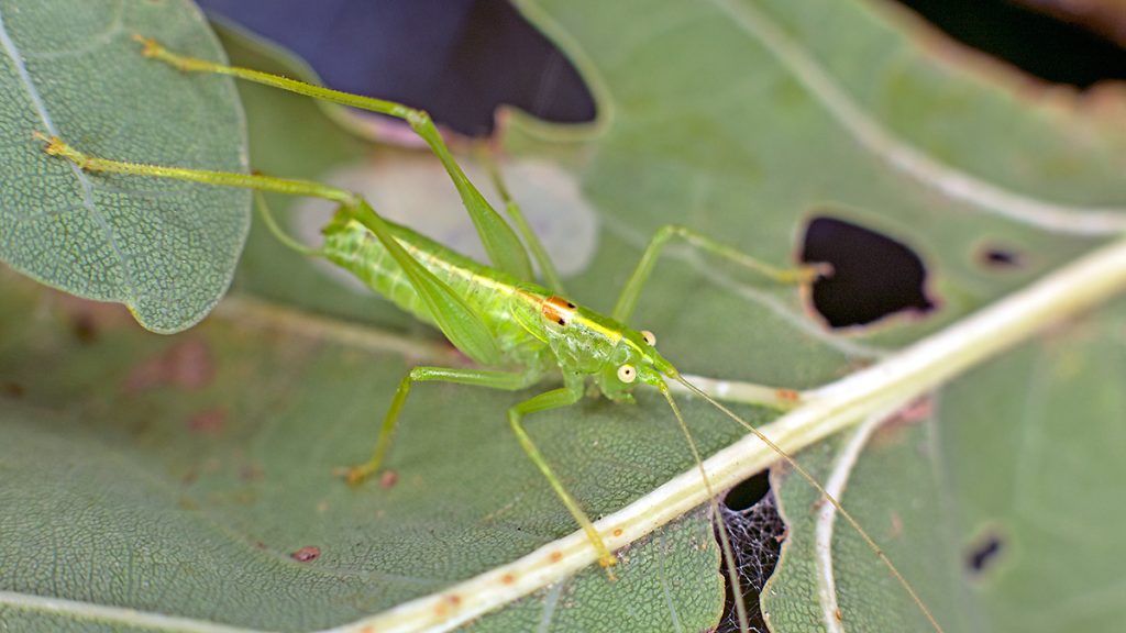 Southern Oak Bush-cricket