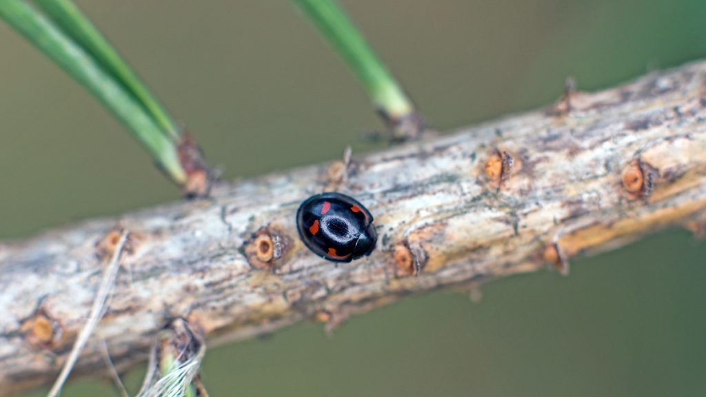 Pine Ladybird
