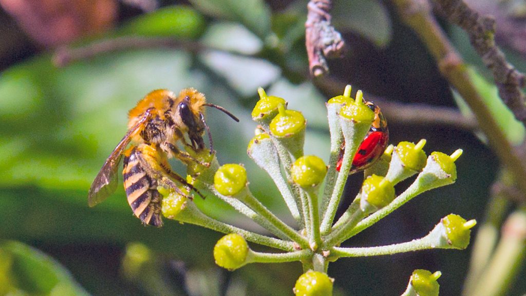 Ivy Bee