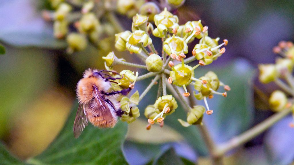 Common Carder Bee