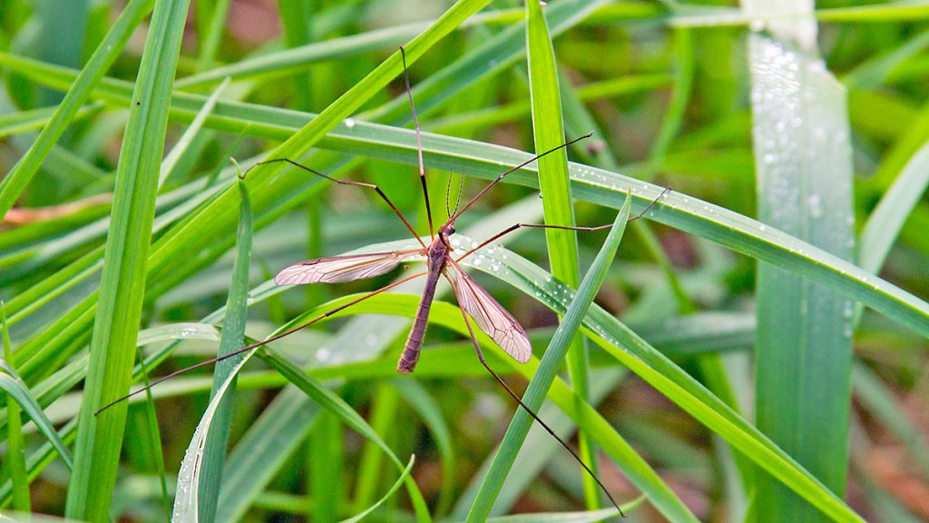 Common Crane Fly