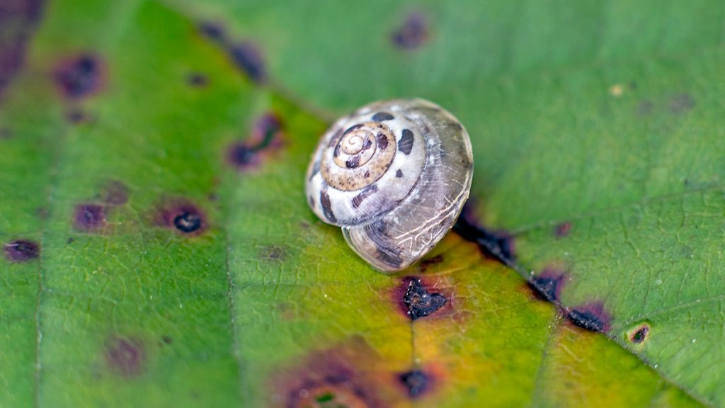 Kentish Snail