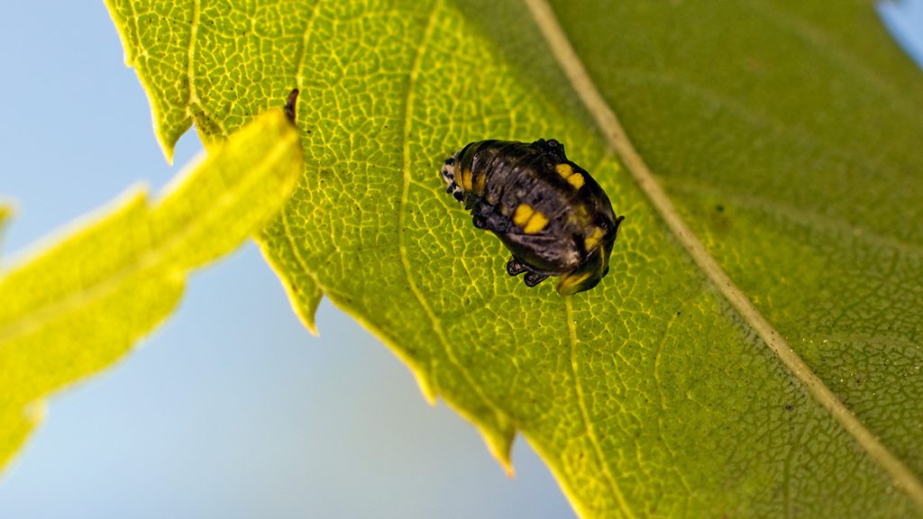 Orange Ladybird pupa